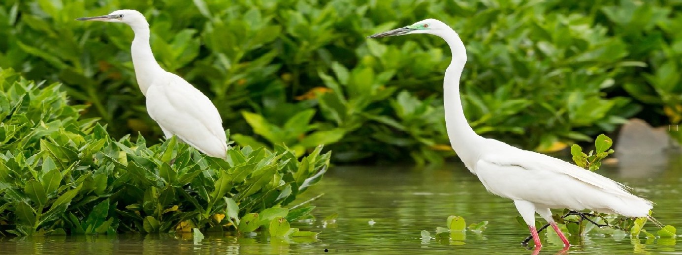 University of Saint Joseph to Co-Organize, Showcase Environmental Research at Macau Green Week 2023